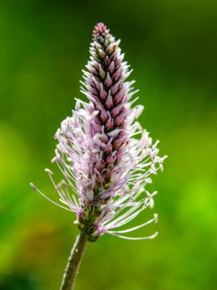 Hoary Plantain (Plantago media) Jenner, Berchtesgaden National Park, Schönau am Königssee,