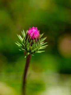 Closed flowers of mountain thistle (Carduus defloratus), Jenner, Berchtesgaden National Park,