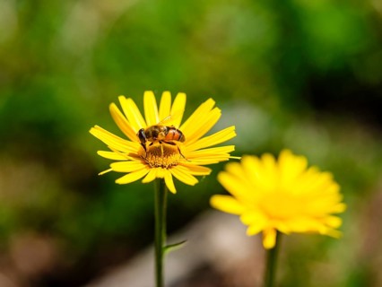 Hoverfly dung bee (Eristalis tenax) on the ox-eye daisy (Buphthalmum salicifolium), Jenner,