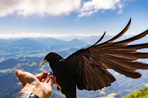 Alpine chough (Pyrrhocorax graculus) takes food from the hand of a mountaineer, Untersberg,