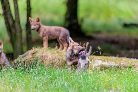Four gray wolf pups (Canis lupus lupus) stand on, or next to a rock on a small hill at the edge of