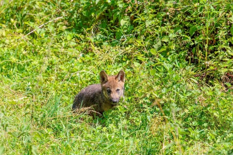 A seven-week-old gray wolf pup (Canis lupus lupus) runs across a green meadow on a sunny day
