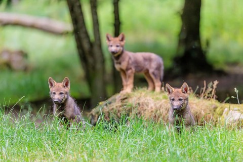 Three gray wolf pups (Canis lupus lupus) stand on, or next to a rock on a small hill at the edge of