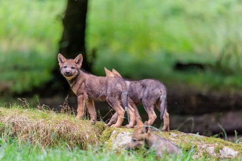 Two gray wolf pups (Canis lupus lupus) stand on, or next to a rock on a small hill at the edge of
