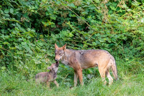 A female gray wolf (Canis lupus lupus) and one of her pups greeting each other in a green meadow on