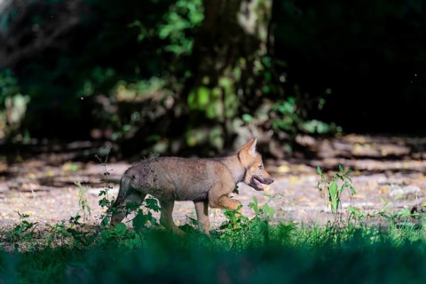 A gray wolf pup (Canis lupus lupus) runs along the edge of the forest on a sunny day