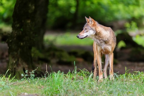 A male gray wolf (Canis lupus lupus) stands at the edge of the forest on a cloudy day