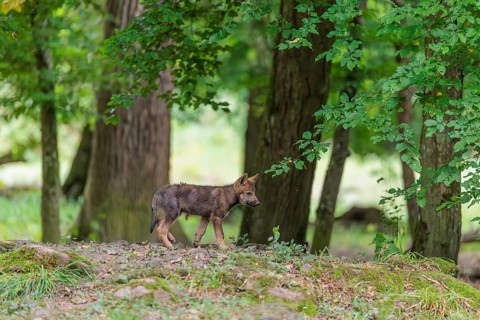 A gray wolf pup (Canis lupus lupus) stands on a small hill in the deep shade of the forest