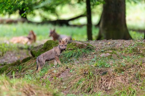 A gray wolf pup (Canis lupus lupus) conquers a small hill in the deep shade of the forest. Two
