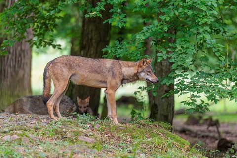 A gray wolf (Canis lupus lupus) stands on a small hill in the deep shade of the forest and observes