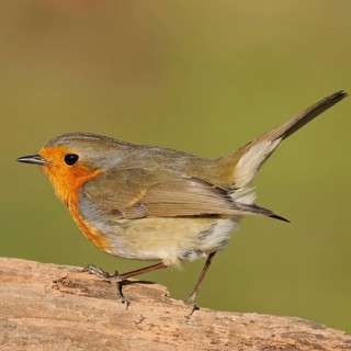 Commonly known songbird... The robin (Erithacus rubecula) is one of our best known native