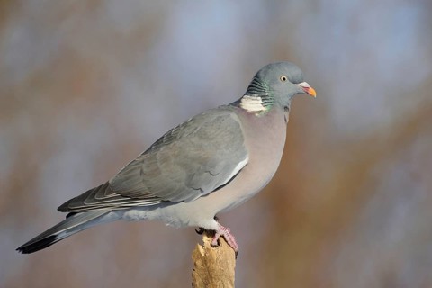 Hunting bar... Wood pigeon (Columba palumbus), wild pigeon on the top of a dry broken tree in front