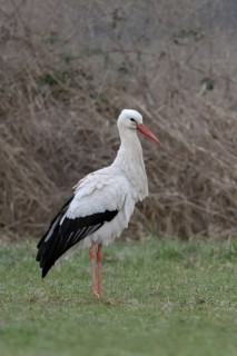 White stork (Ciconia ciconia) in January, in winter, hibernation, hibernates in Germany, has given