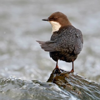 Shoulder view... White-throated Dipper (Cinclus cinclus) sitting on a stone in the middle of a