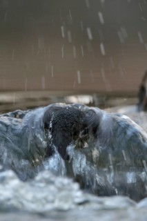 Against the current... White-throated Dipper (Cinclus cinclus) during a dive to search for food in