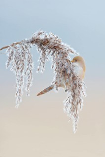 Bearded Tit (Panurus biarmicus) in winter, female, sitting on reed frond, in reed grass, picking