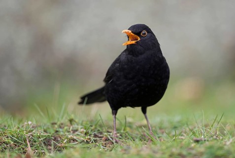 Beautiful song... Blackbird (Turdus merula) in spring, blackbird cock sitting on the ground, male