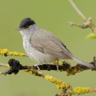 Summer is coming... Eurasian blackcap (Sylvia atricapilla), male in his plumage sitting in a dry