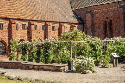 Rose garden at the old monastery, built in 1267, in Ystad, Scania, Sweden, Scandinavia