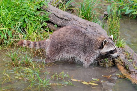 An adult raccoon (Procyon lotor) searches for food in the shallow water of a stream surrounded by
