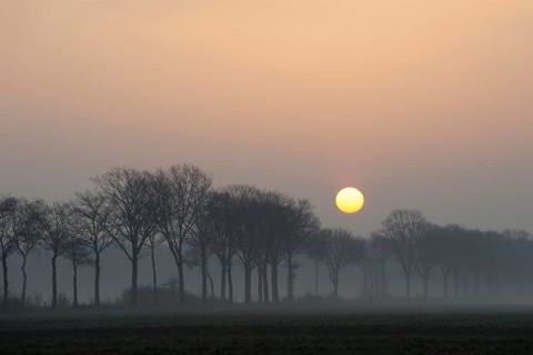 Morning atmosphere... Idyll on the Lower Rhine early in the morning, sunrise over an avenue of