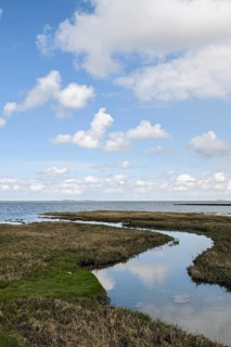 Salt marshes on the North Sea, North Sea coast, dyke foreland between Duhnen, Sahlenburg and