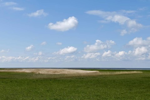 Salt marshes on the North Sea, North Sea coast, dyke foreland between Duhnen, Sahlenburg and