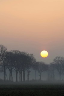 Morning atmosphere... Idyll on the Lower Rhine early in the morning, sunrise over an avenue of