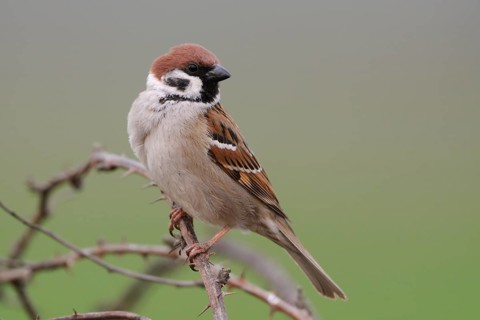 Tree sparrow (Passer montanus), differs from the house sparrow by the brown instead of grey cap,