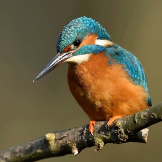 Hunting from a perch... Kingfisher (Alcedo atthis) hunting small fish, perched on a branch above