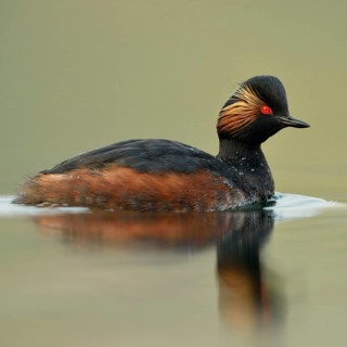 Early morning at the lake... Black-necked Grebe (Podiceps nigricollis) in breeding plumage,