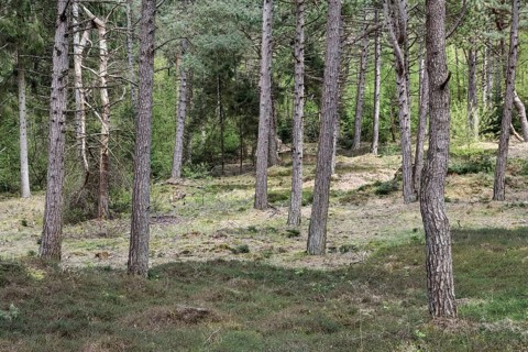 Dune pine forest... Wernerwald (Cuxhaven-Duhnen), black pines (Pinus nigra), typical forest form on