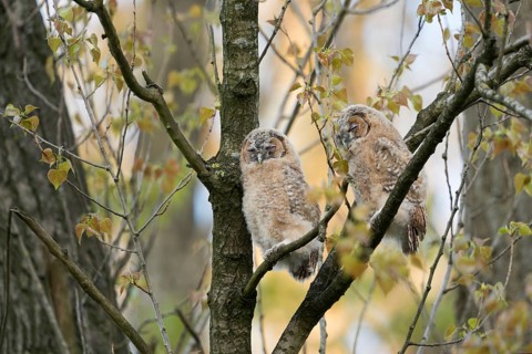 In the quarry forest... tawny owl (Strix aluco), young owls, owls, tawny owls, just fledged, still