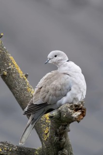 Native wild pigeon... Eurasian collared dove (Streptopelia decaocto), wild pigeon sitting in a