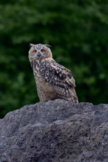 Young, nocturnal and crepuscular owl... European Eagle Owl (Bubo bubo), fledged, almost adult young