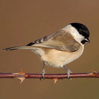 Resident bird... Marsh tit (Poecile palustris), relatively inconspicuous but pretty little tit,