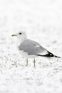 Mew Gull (Larus canus) in winter inland, sitting, resting on snow-covered farmland, white bird on