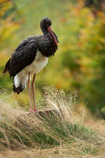 Forest dweller... Black stork (Ciconia nigra), also known as Wood Stork, in a clearing in the
