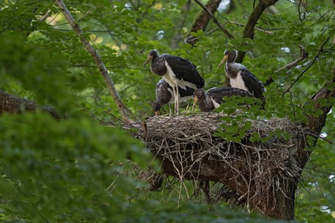 Forest storks... Black stork (Ciconia nigra), well-hidden eyrie in the crown of an old beech tree,