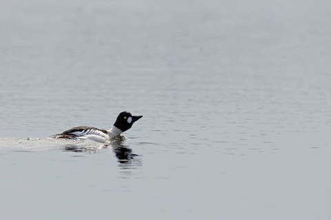 In courtship display... Common goldeneye (Bucephala clangula) drake in breeding plumage, mating,