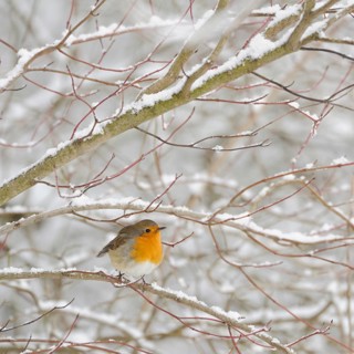 Robin (Erithacus rubecula) in winter, snow, sits thickly fluffed up up in snow-covered bushes, in
