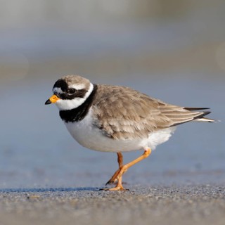 Little Ringed Plover (Charadrius hiaticula) walking on the beach, in the Wadden Sea along the tide