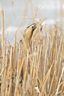 A quick look... Bittern (Botaurus stellaris) in winter, head portrait, cropped view, lives hidden