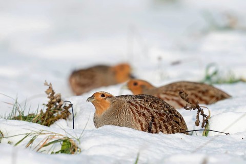 Scrutinising glances at the sky... Grey partridges (Perdix perdix), flock, chain of resting adult