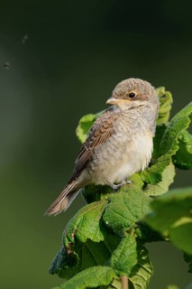 Successful breeding... Red-backed shrike (Lanius collurio), fledged but not yet independent young