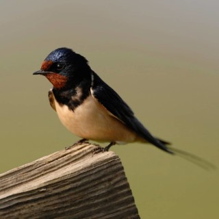 Migratory birds... Barn Swallow (Hirundo rustica), Swallow, native migratory bird sits on a wooden