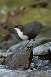 Feather care... White-throated Dipper (Cinclus cinclus) standing on a stone on the bank at the edge