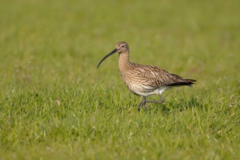 Foraging... Eurasian curlew (Numenius arquata), adult bird, walking, foraging through a wet meadow,