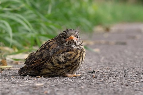 By the wayside... Dunnock (Prunella modularis), not yet fledged chick, young bird sits next to the