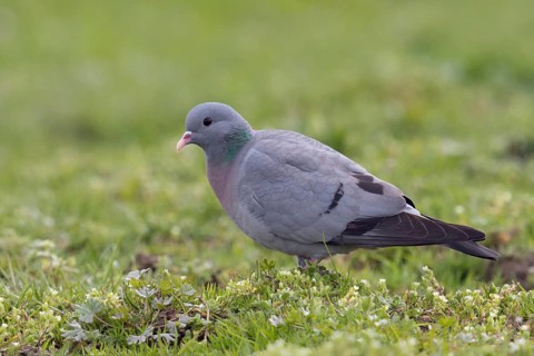Rather rare native wild pigeon... Stock Dove (Columba oenas), the only native wild pigeon that